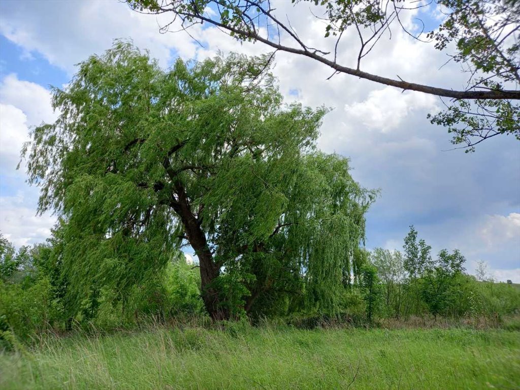 Działka budowlana na sprzedaż Chwaliszów, Chwaliszów  52 000m2 Foto 5