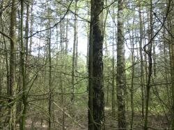 Działka 7 258 m² z lasem w Knyszynie – idealna inwestycja Knyszyn  7 258m2 Foto 1