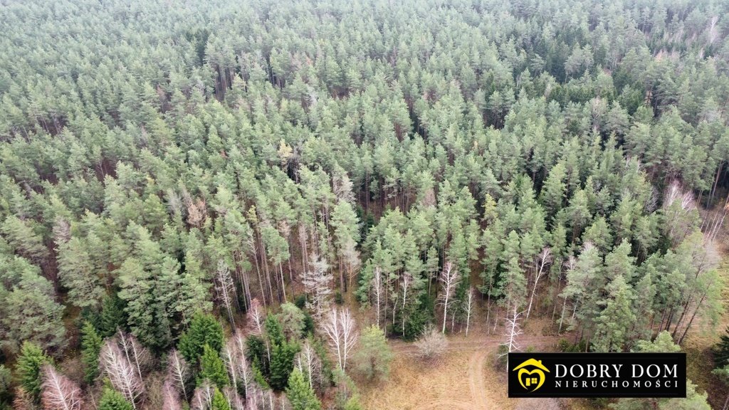 Działka leśna 19 622 m2 w Berżnikach – idealna inwestycja Berżniki  19 622m2 Foto 1