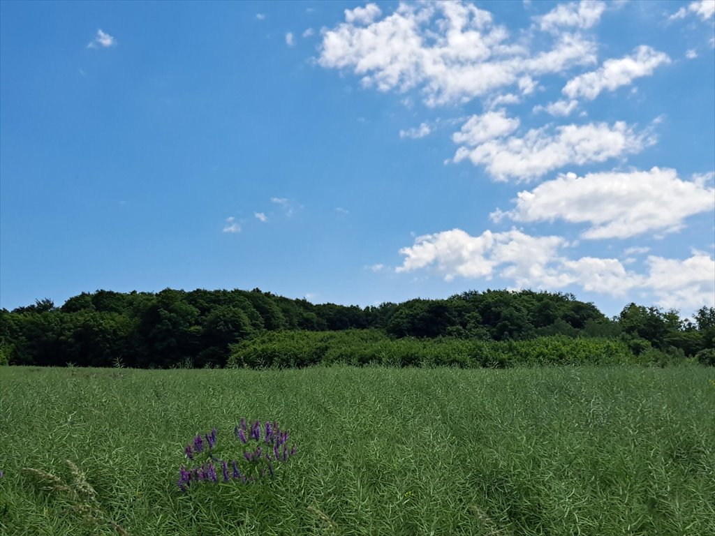 Działka leśna na sprzedaż Podniebyle  6 089m2 Foto 11