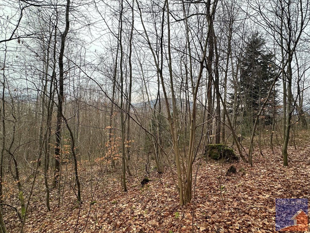 Działka leśna na sprzedaż Stara Wieś  7 100m2 Foto 4