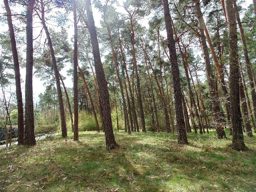 Działka budowlana na sprzedaż Konstancin-Jeziorna, Królewska Góra  3 180m2 Foto 1