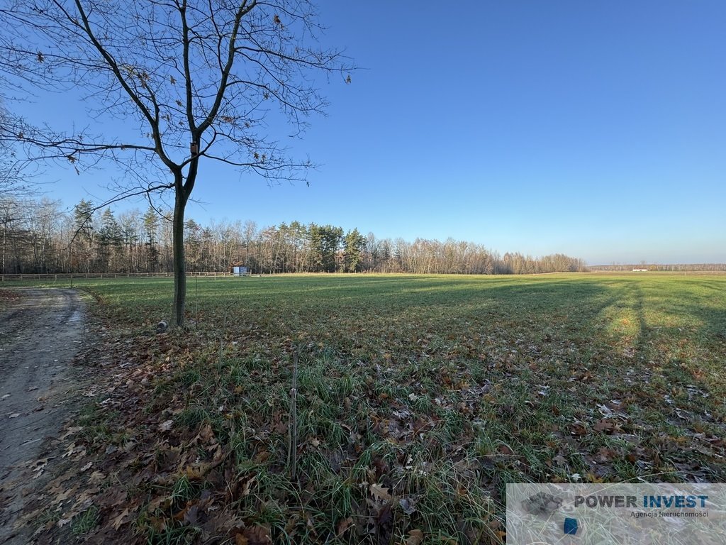 Działka budowlana na sprzedaż Powązki  19 500m2 Foto 10