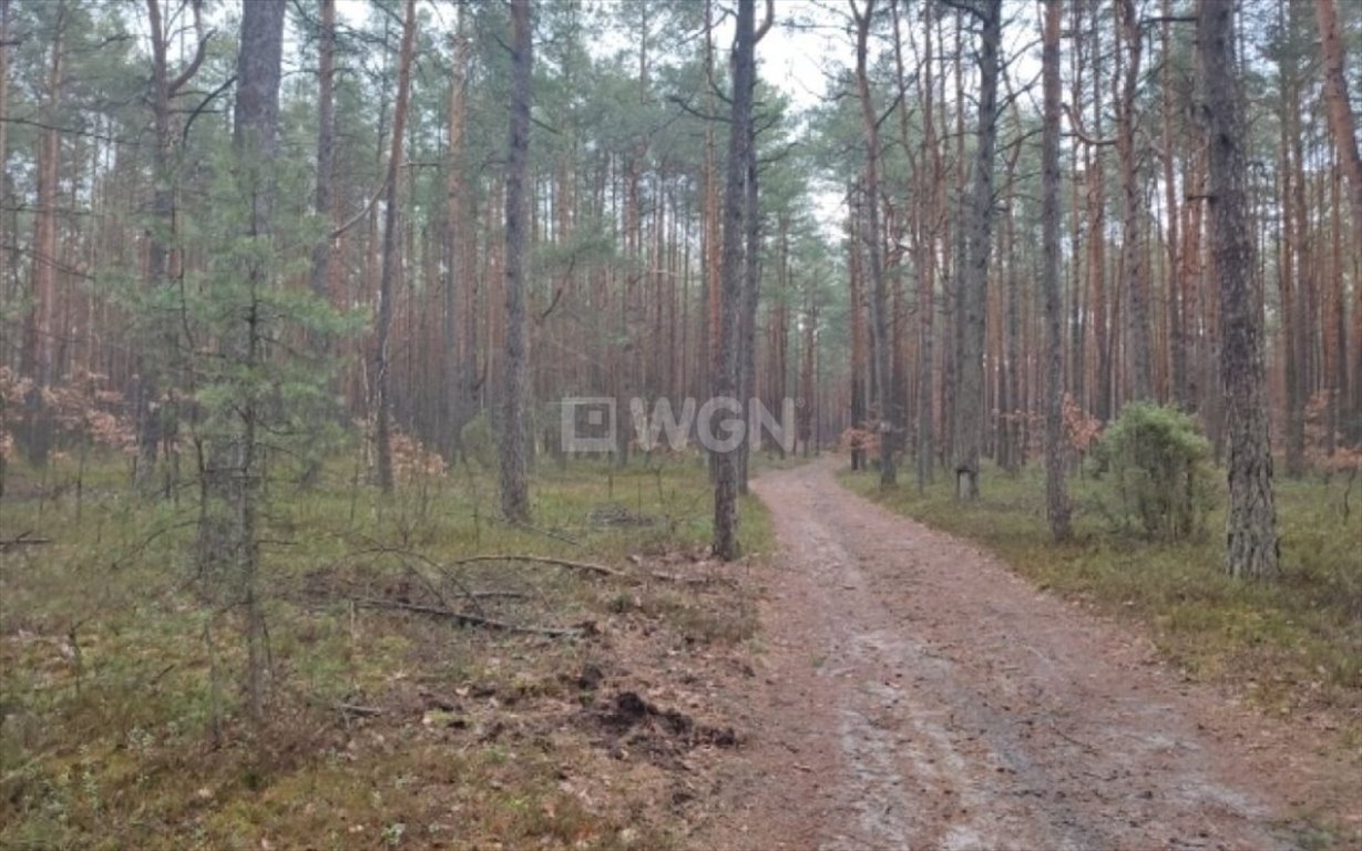 Działka leśna na sprzedaż Żarki-Letnisko, wysoka lelowska  4 015m2 Foto 2
