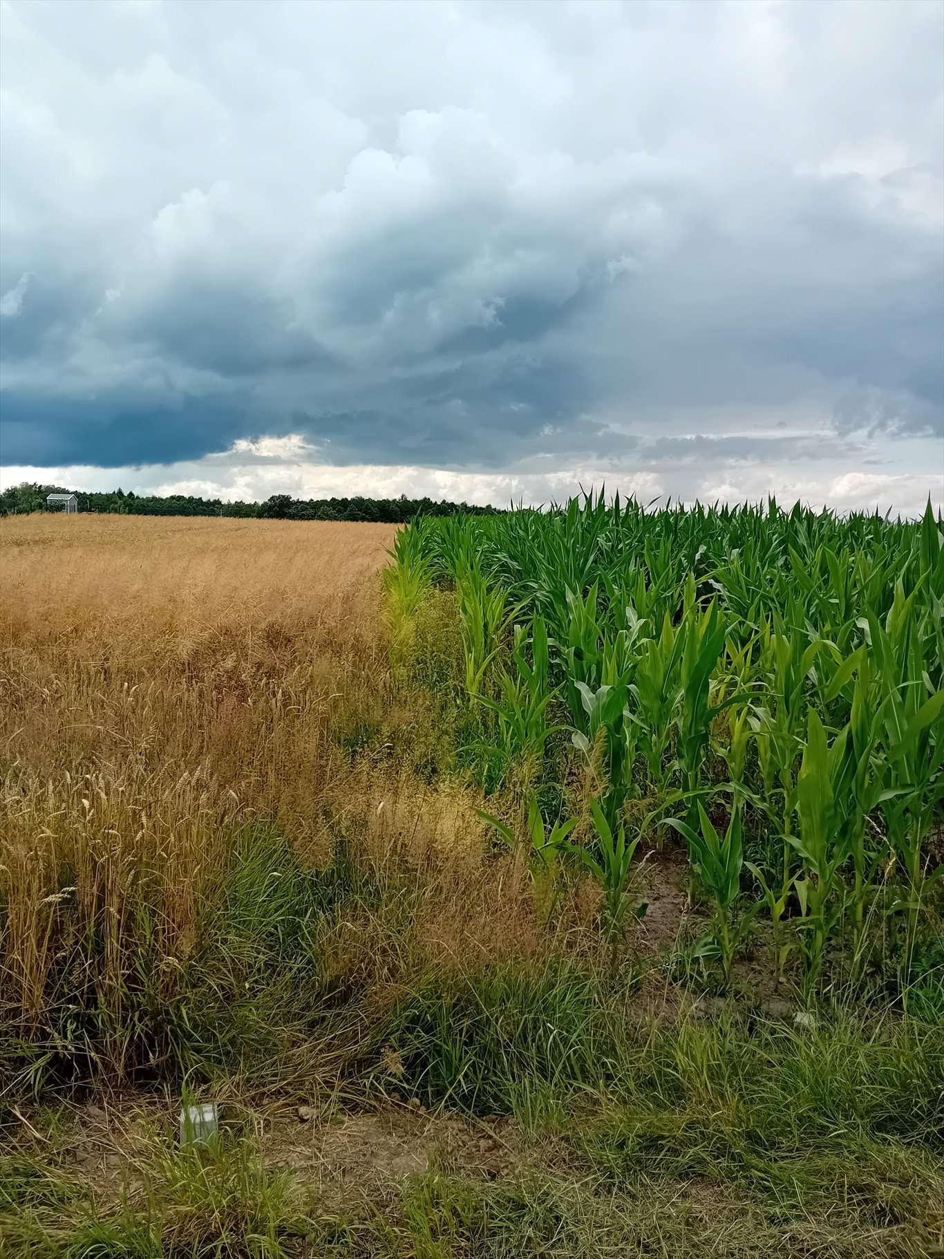 Działka budowlana na sprzedaż Łany Wielkie, Łabędzka  720m2 Foto 4