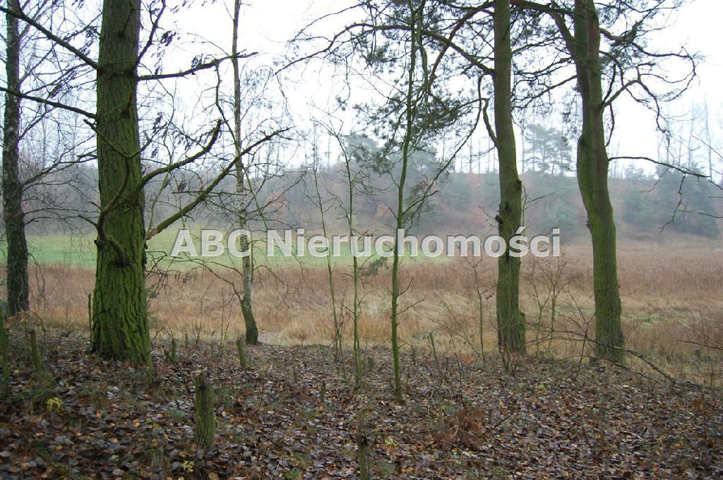 Działka leśna na sprzedaż Górzna  4 200m2 Foto 3