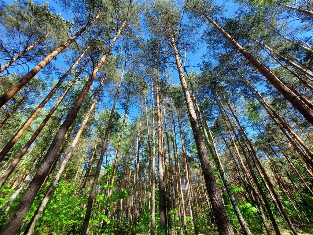 Działka leśna na sprzedaż Warszawa, Wawer  1 832m2 Foto 3