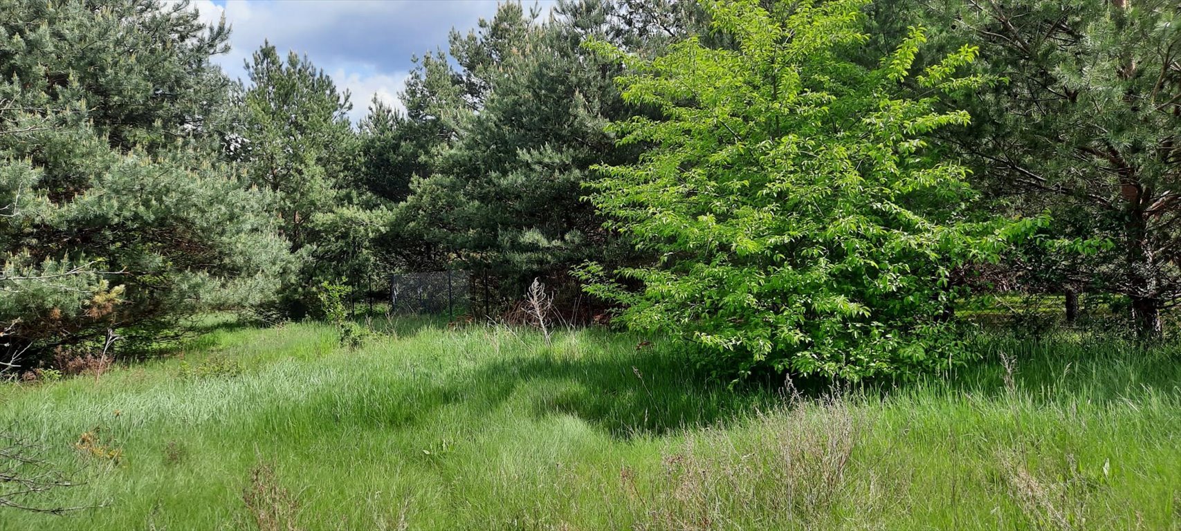 Działka 3042 m² w otulinie Chojnowskiego Parku Krajobrazowego polecam Prace Duże, Prace Duże, Tomasza Orłowskiego  3 042m2 Foto 1