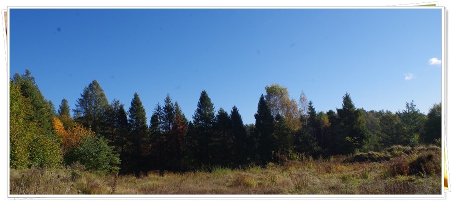 Działka rolna na sprzedaż Wejherowo, Śmiechowo, Fenikowskiego  8 970m2 Foto 8