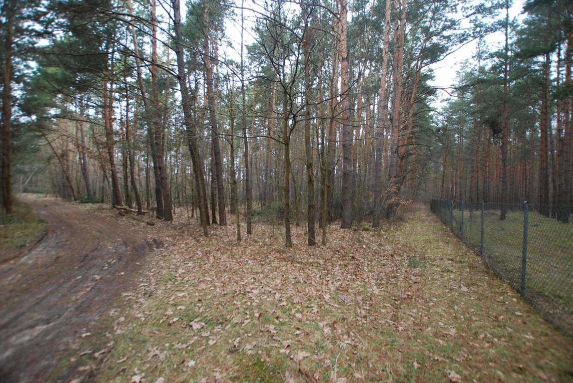 Działka leśna na sprzedaż Daleszyce, Marzysz  8 600m2 Foto 4