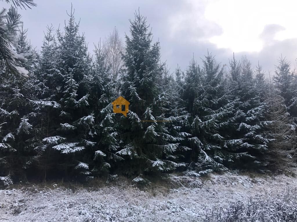 Działka leśna 27,4 ha z drzewami sadzonymi w 2006 r Chocianów  274 000m2 Foto 1