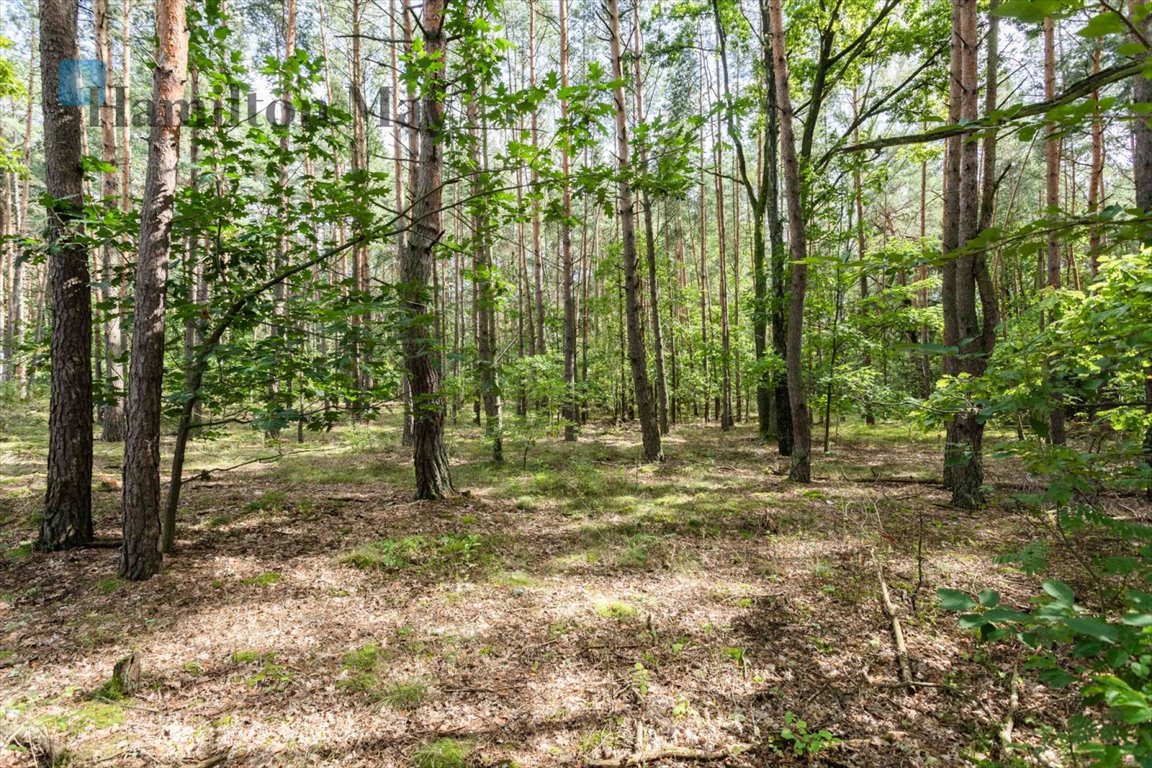 Działka inna na sprzedaż Sękocin-Las, Sękocin-Las, Sękocin Las  2 100m2 Foto 4