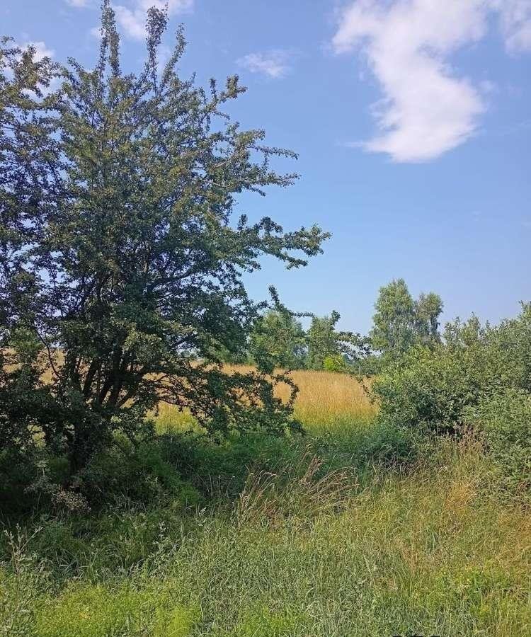 Działka rolna na sprzedaż Olszanka  1 392m2 Foto 7