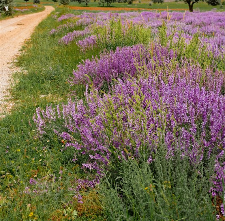 Działka rekreacyjna na sprzedaż Supraśl  2 754m2 Foto 1