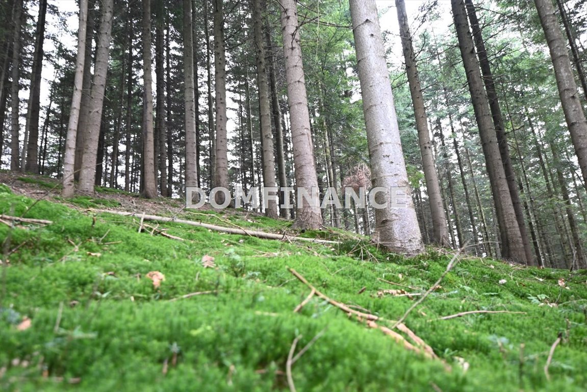 Działka leśna na sprzedaż Kołkówka  10 400m2 Foto 2