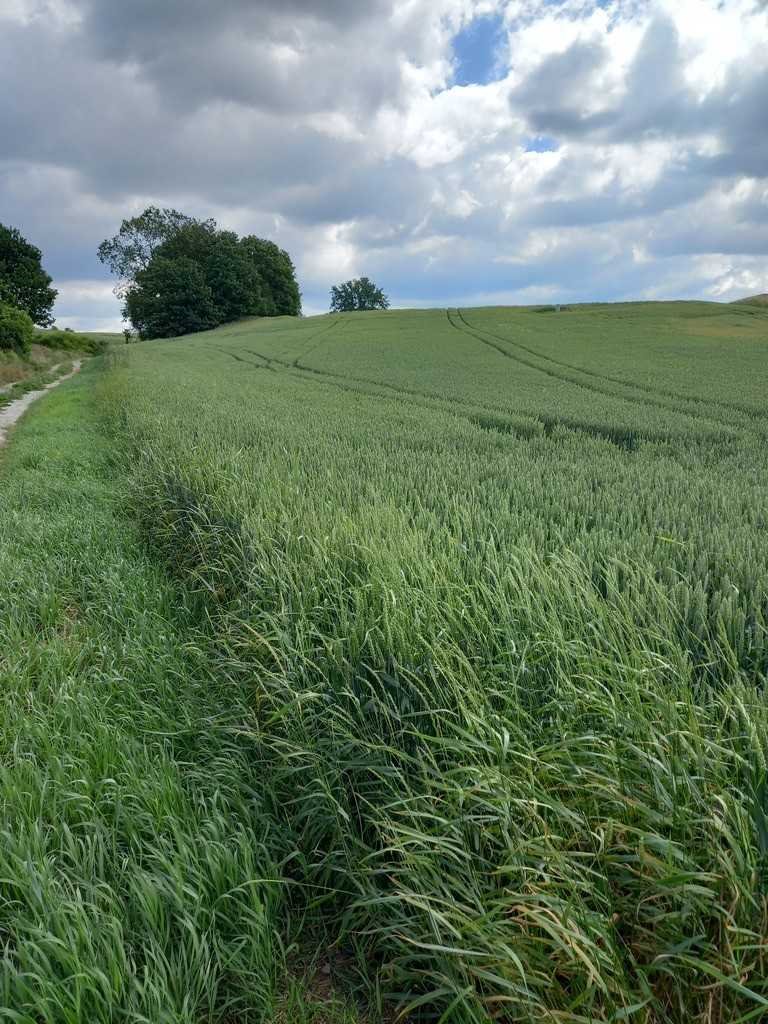 Działka budowlana na sprzedaż Świdnica, Wilków  949m2 Foto 1