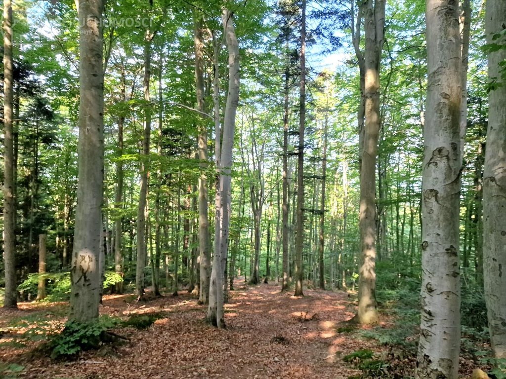 Działka leśna na sprzedaż Jodłówka Tuchowska  21 600m2 Foto 7