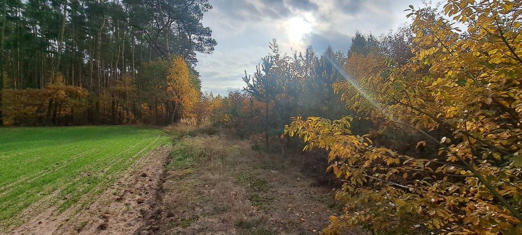 Działka leśna z prawem budowy na sprzedaż Stary Strachocin  30 060m2 Foto 1