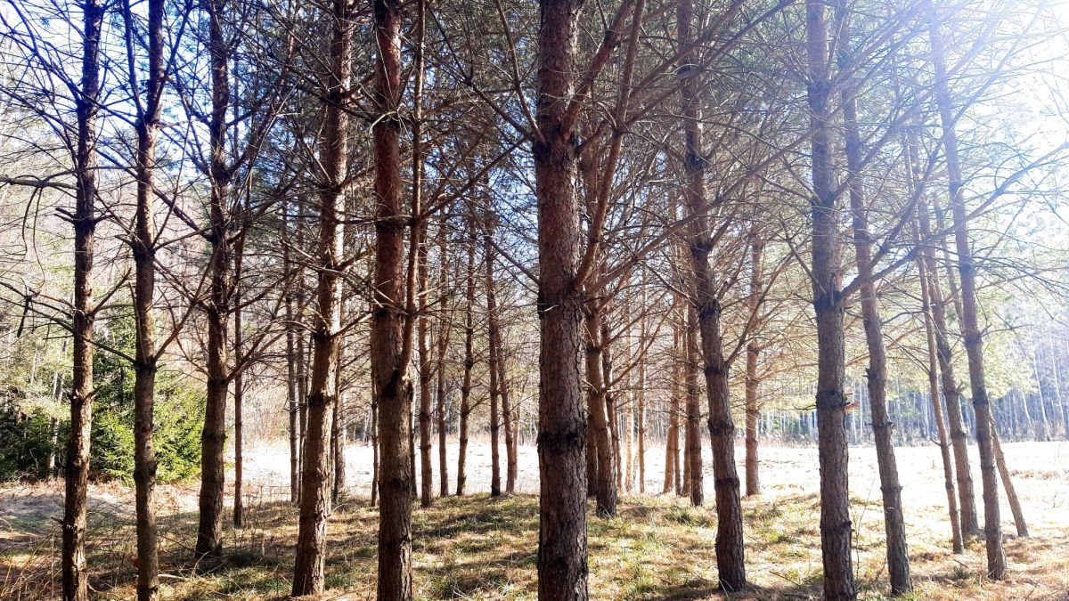 Działka budowlana na sprzedaż Mołowiste  1 050m2 Foto 8