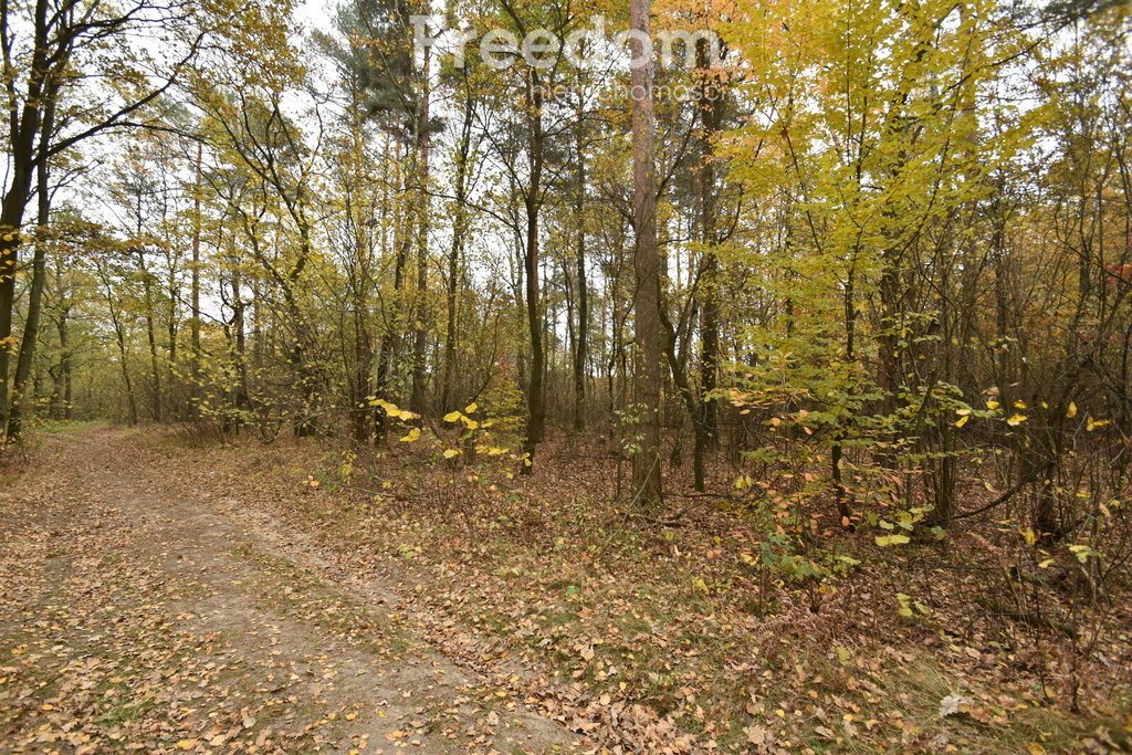 Działka leśna na sprzedaż Pilchowice  27 300m2 Foto 2