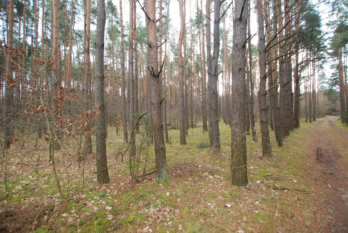 Działka leśna na sprzedaż Daleszyce, Marzysz  8 600m2 Foto 6