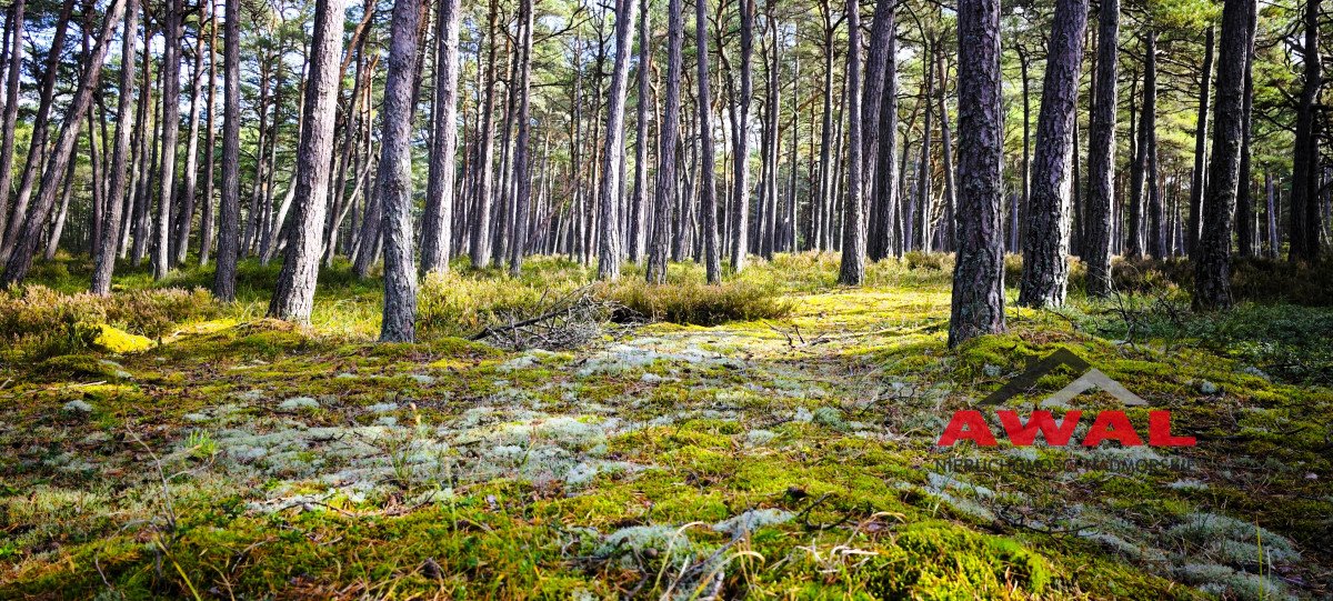 Działka budowlana na sprzedaż Wierzchucino, Morska  1 998m2 Foto 14