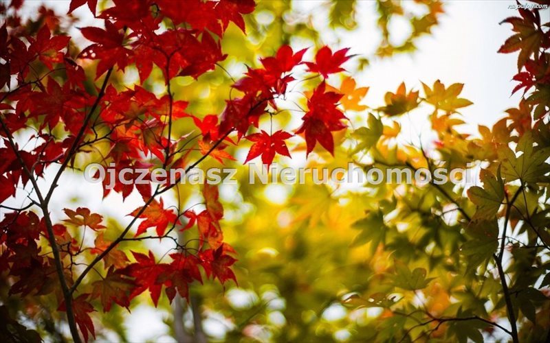 Działka 2738 m2 z warunkami zabudowy w Dąbiu Nowym Dąbie Nowe  2 738m2 Foto 1