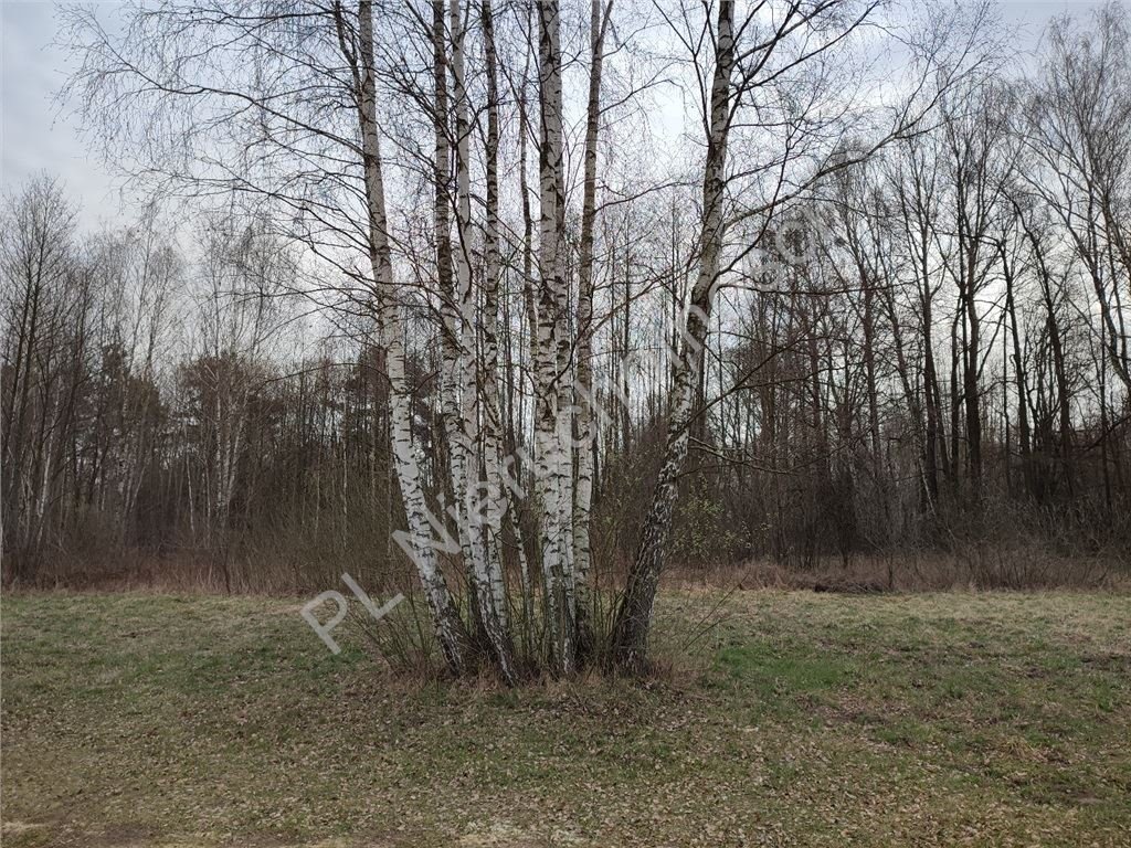 Działka budowlana 3000 m² pod lasem z mediami i możliwością pakietu Radonie  3 000m2 Foto 1