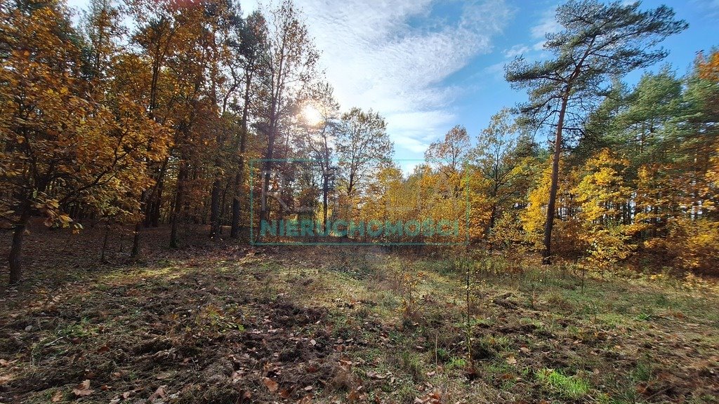 Działka budowlana na sprzedaż Radziejowice  4 297m2 Foto 8