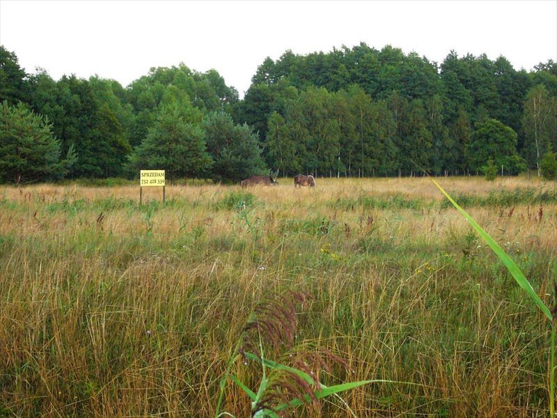 Działka inna na sprzedaż Smołdziński Las 7 000m2 Foto 1 Działka inna na sprzedaż Smołdziński Las 7 000m2 Foto 1