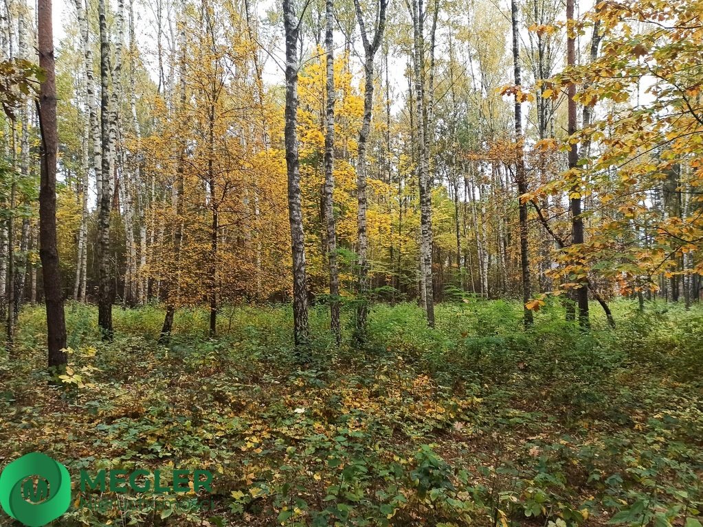 Działka leśna na sprzedaż Siestrzeń  11 293m2 Foto 5