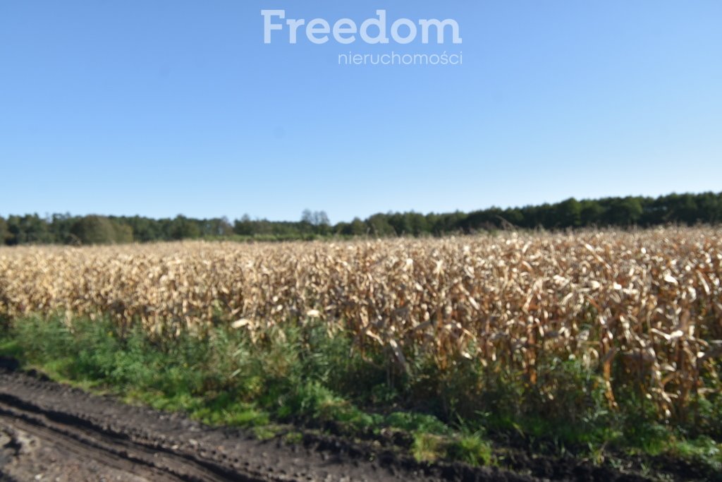 Działka rolna na sprzedaż Łączany  9 000m2 Foto 3