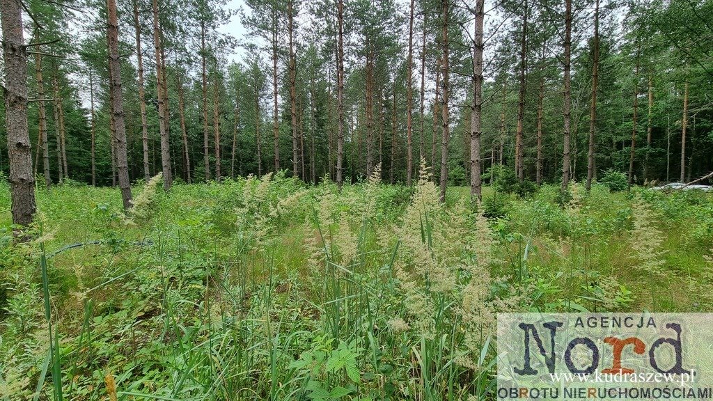 Polecam działkę 1485 m² w Gorczycy z lasami i mediami Gorczyca  1 485m2 Foto 1