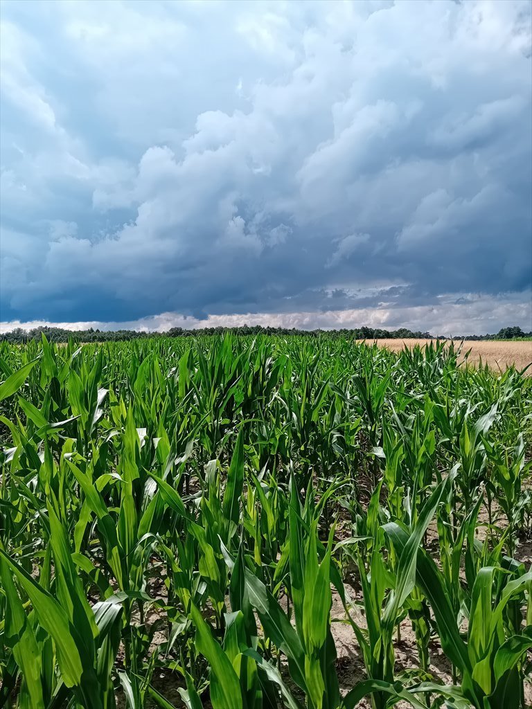 Działka budowlana na sprzedaż Łany Wielkie  4 180m2 Foto 3