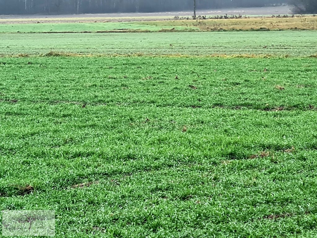 Działka budowlana na sprzedaż Gajówka, Gajówka  4 500m2 Foto 10