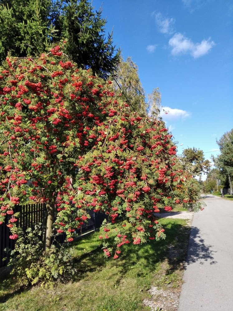 Działka budowlana na sprzedaż Kampinos A, Konwaliowa  731m2 Foto 11