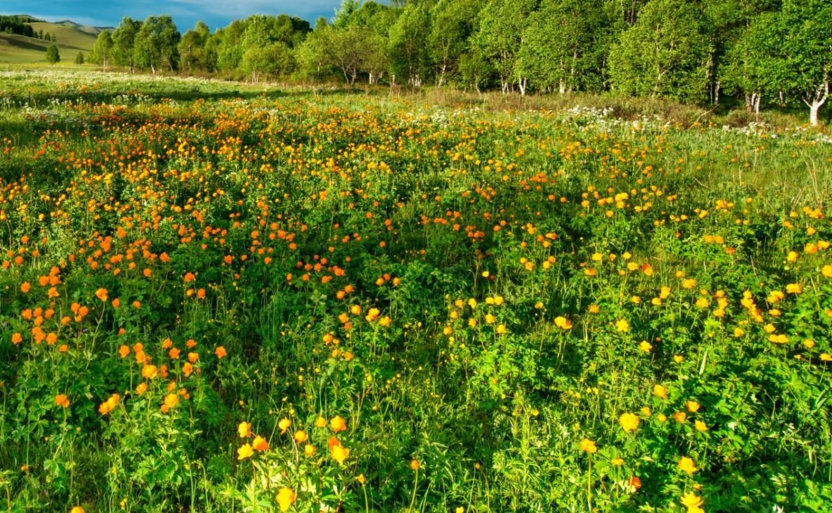 Działka siedliskowa na sprzedaż Złotniki  13 500m2 Foto 2