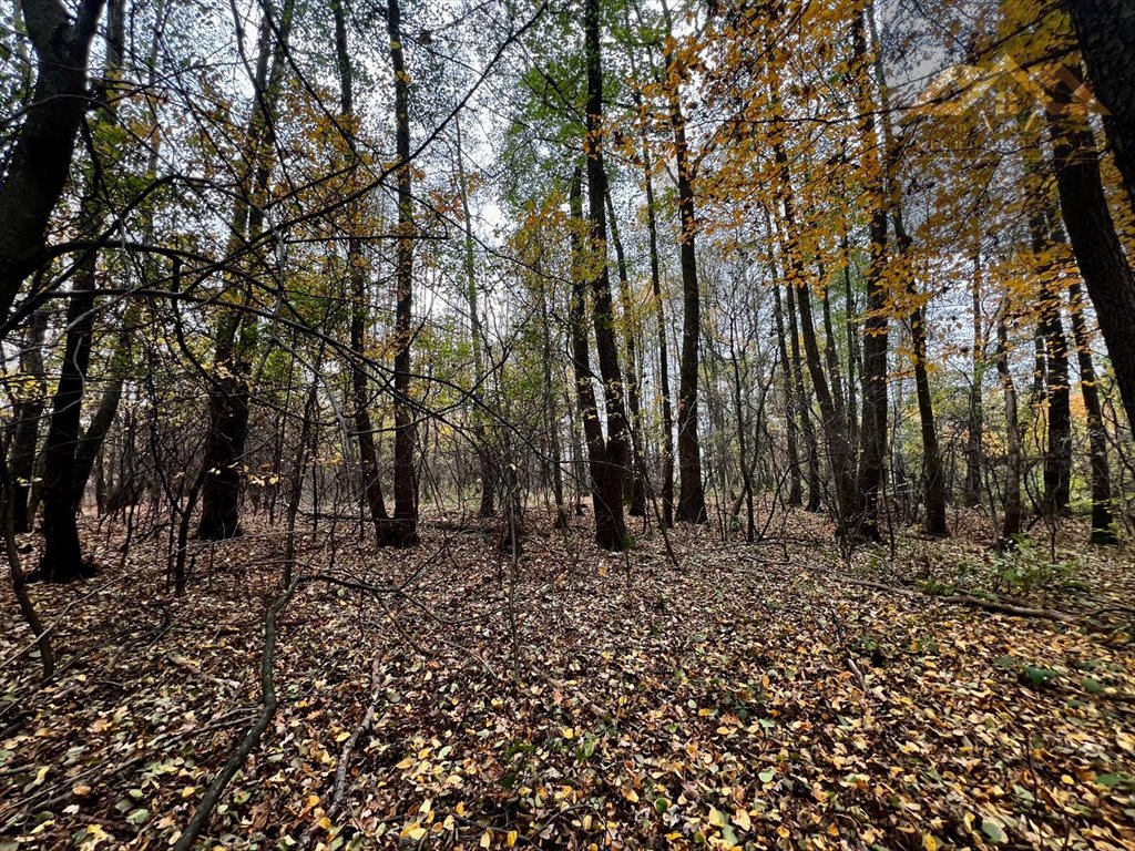 Działka budowlana na sprzedaż Biadoliny Radłowskie  6 800m2 Foto 4