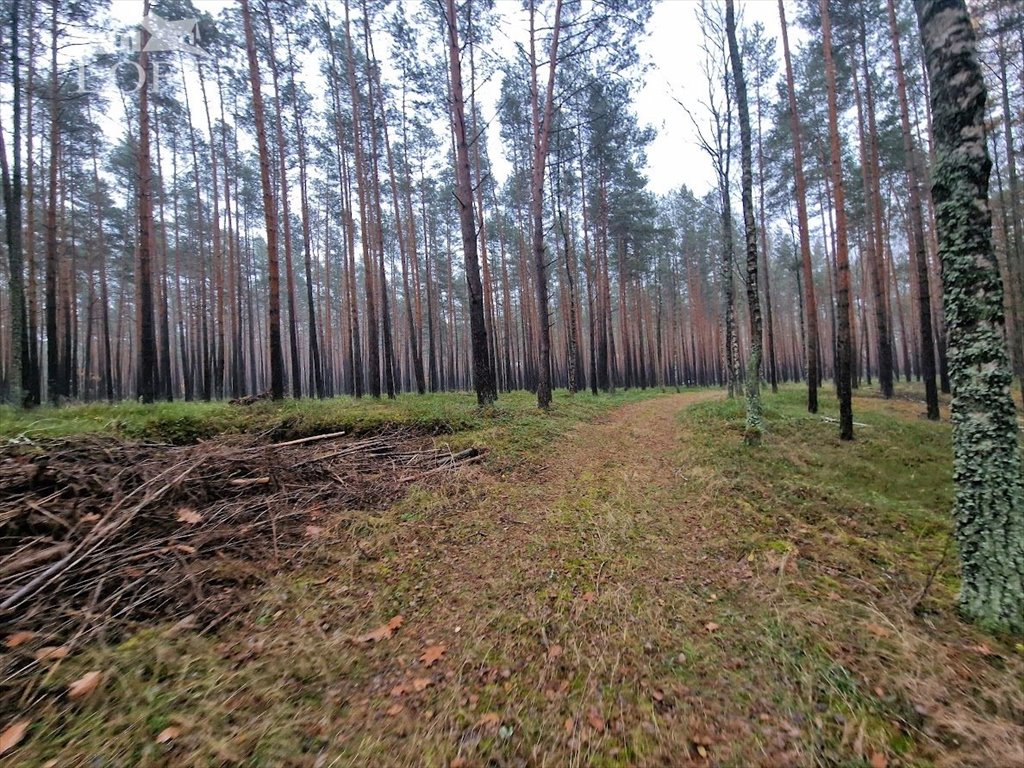 Działka leśna na sprzedaż Potępa  67 800m2 Foto 3