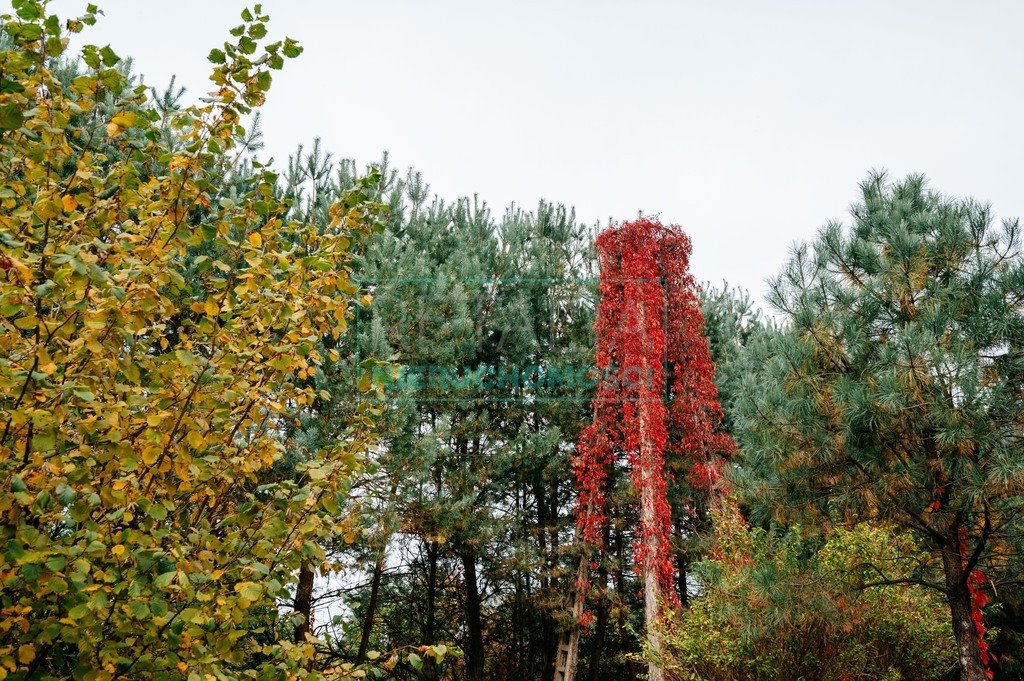 Działka budowlana na sprzedaż Podlasie  12 000m2 Foto 5