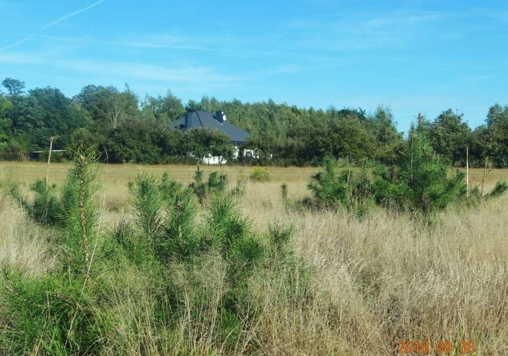 Działka budowlana na sprzedaż Maszna 19 000m2 Foto 1 Działka budowlana na sprzedaż Maszna 19 000m2 Foto 1