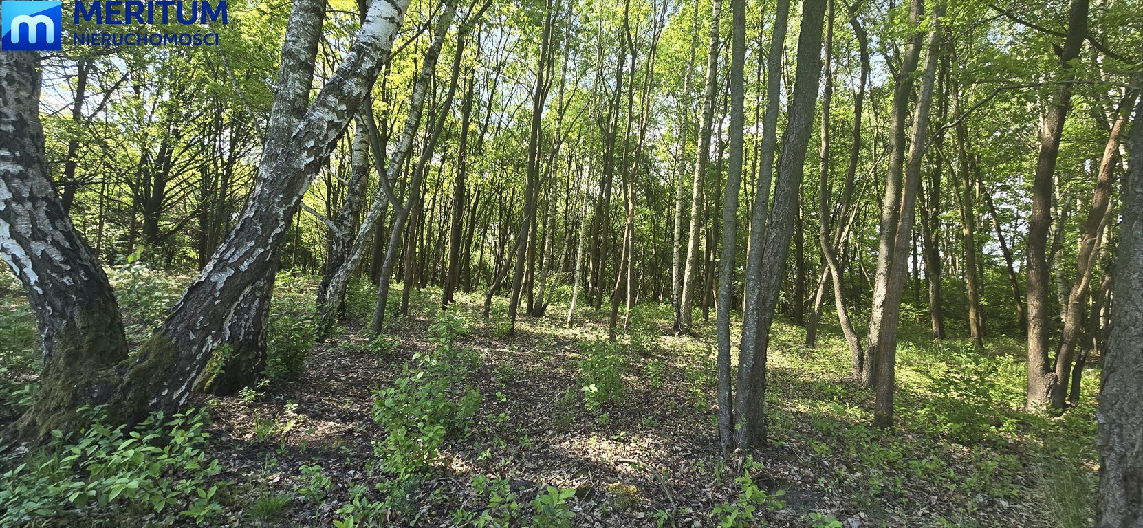 Zapraszam do obejrzenia działki 2000 m² z starodrzewem w Milanówku Milanówek  2 000m2 Foto 1