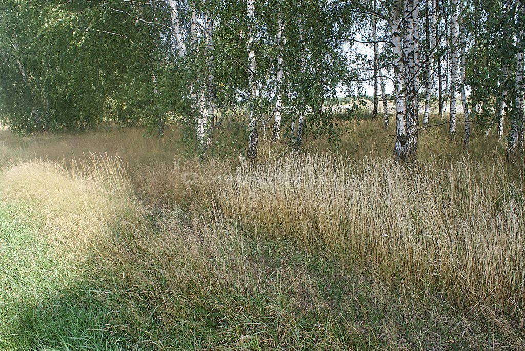 Działka rolna na sprzedaż Jakubów, Dobra  15 000m2 Foto 10