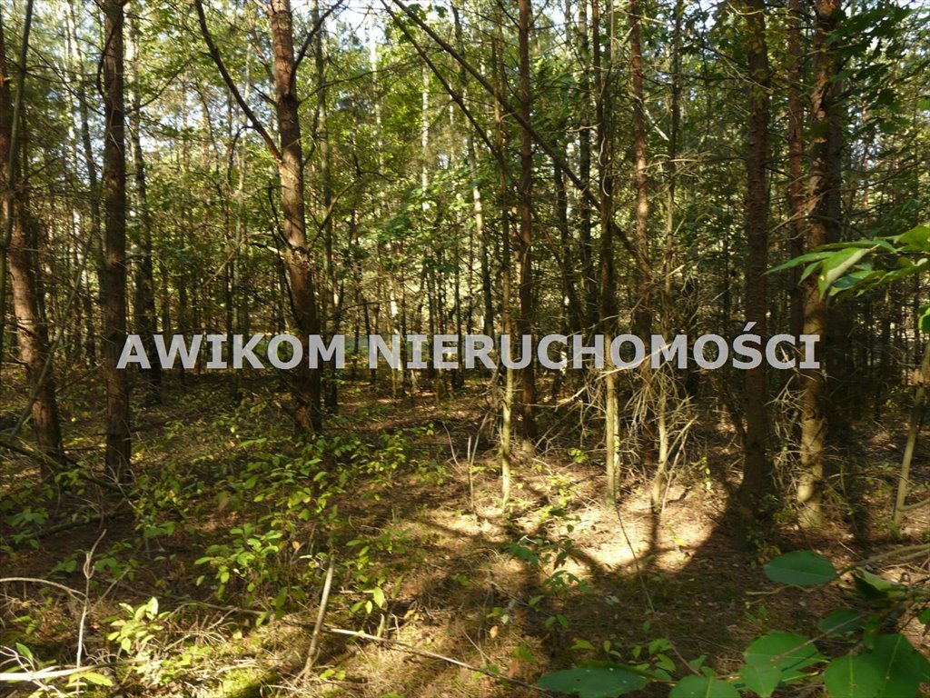 Działka leśna na sprzedaż Przewodowice  16 623m2 Foto 11