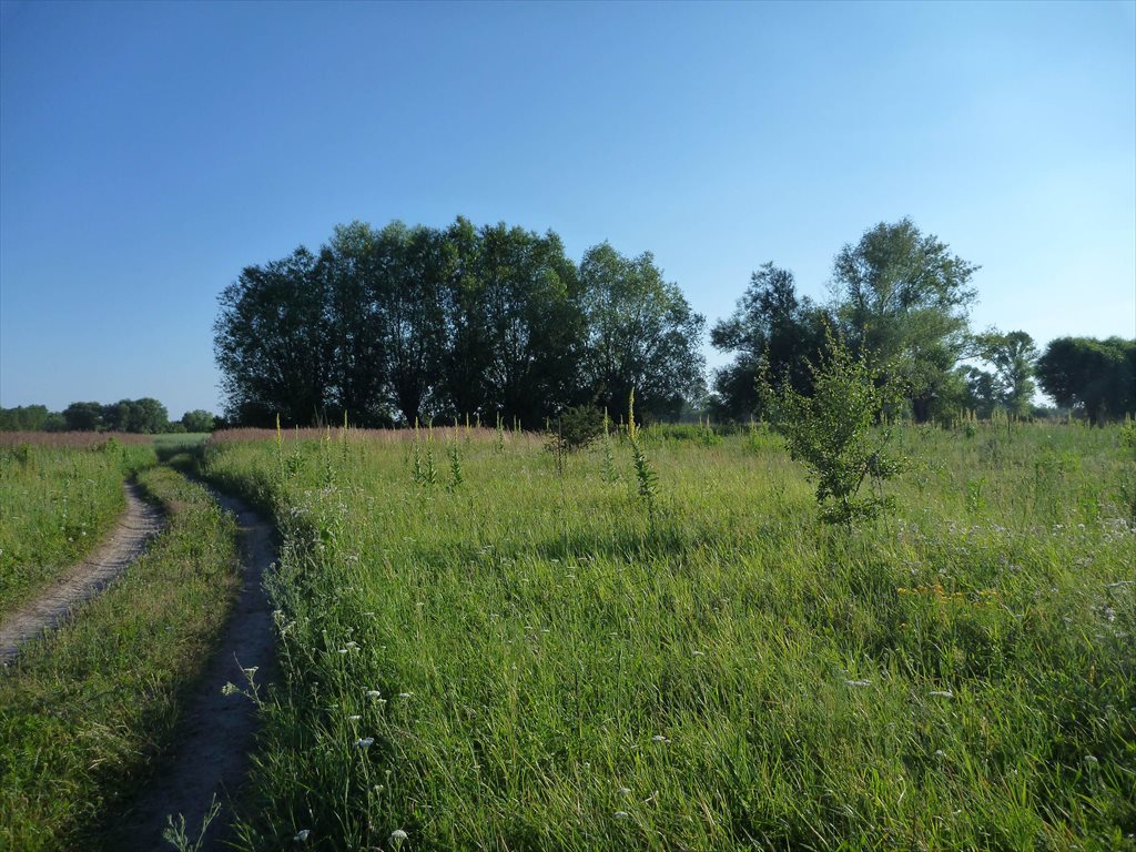 Działka budowlana na sprzedaż Kępa Kiełpińska, Brzegowa 1 700m2 Foto 1 Działka budowlana na sprzedaż Kępa Kiełpińska, Brzegowa 1 700m2 Foto 1