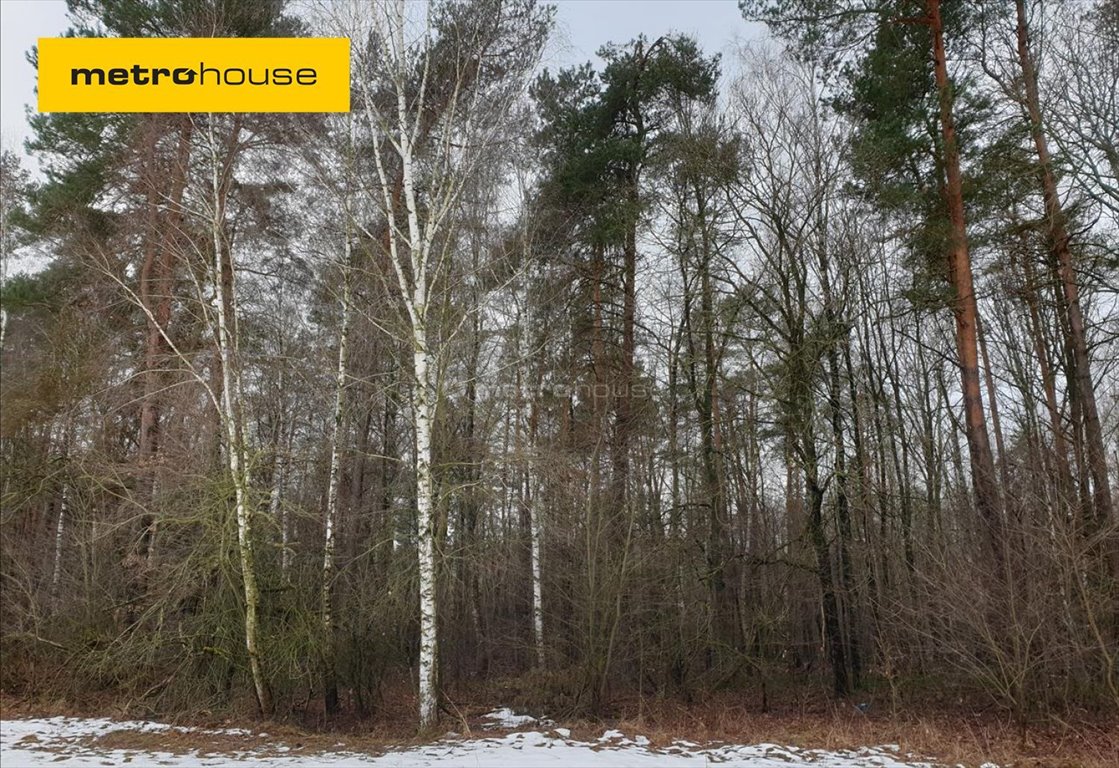 Działka leśna na sprzedaż Wojnów  7 500m2 Foto 1