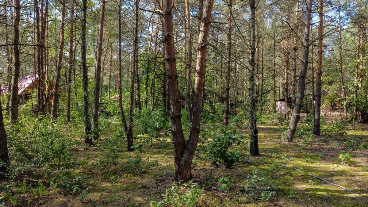 Działka rekreacyjna na sprzedaż Wólka-Wojciechówek, Topolowa  1 490m2 Foto 1