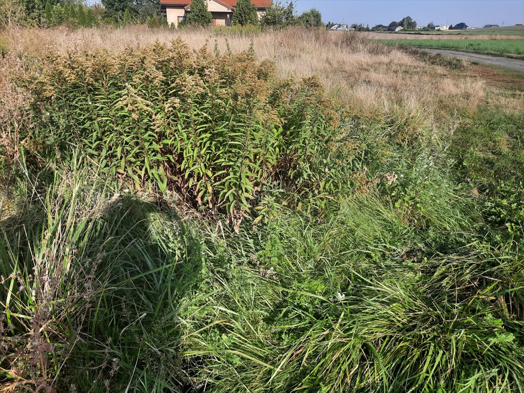 Działka rolna na sprzedaż Głogowo  1 532m2 Foto 7