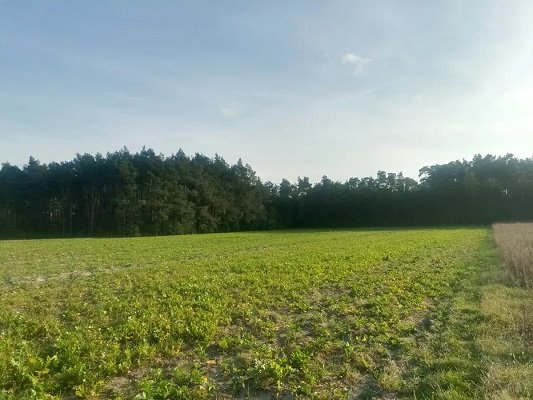 Działka budowlana na sprzedaż Godziesze Wielkie, Skrzatki  1 000m2 Foto 3