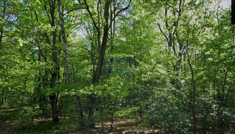 Działka leśna na sprzedaż Strzeniówka  5 000m2 Foto 1